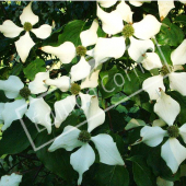 Cornus kousa rameau fleur