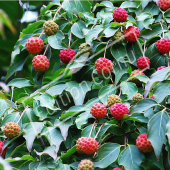 Cornus kousa rameau fruit