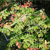 Cornus kousa rameau