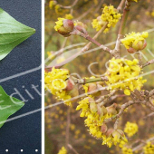 Cornus mas 2 photos rameau fleur