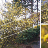 Cornus mas 3 photos fleur