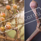 Cornus mas bourgeon fleur