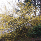 Cornus mas entier fleuri