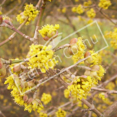 Cornus mas rameau fleur