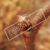 Corylus avellana ‘Contorta’ bourgeon