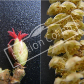 Corylus avellana ‘Contorta’ fleurs