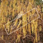 Corylus avellana ‘Contorta’ rameau fleurs