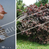 Corylus maxima ‘Purpurea’ 2 photos entier été