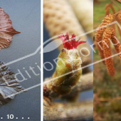 Corylus maxima ‘Purpurea’ 2 photos fleurs