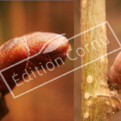 Corylus maxima ‘Purpurea’ bourgeon