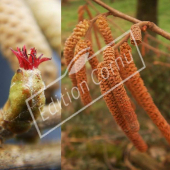 Corylus maxima ‘Purpurea’ fleurs