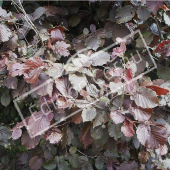 Corylus maxima ‘Purpurea’ rameau feuille