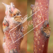 Cotinus coggygria bourgeon