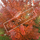 Cotinus coggygria entier automne