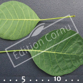 Cotinus coggygria feuille CM