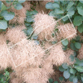 Cotinus coggygria perruqe vieille