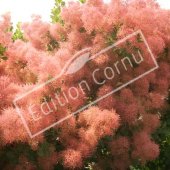 Cotinus coggygria rameau perruque