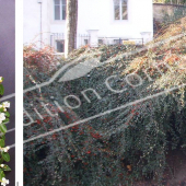 Cotoneaster X suecicus ‘Skogholm’ 2 photos fleur fruit