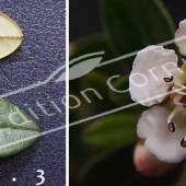 Cotoneaster X suecicus ‘Skogholm’ 2 photos fleurs