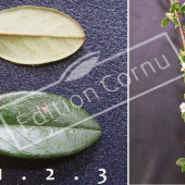 Cotoneaster X suecicus ‘Skogholm’ 2 photos rameau fleur