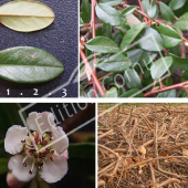 Cotoneaster X suecicus ‘Skogholm’ 4 photos
