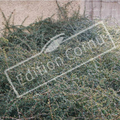 Cotoneaster X suecicus ‘Skogholm’ entier seul