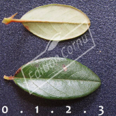 Cotoneaster X suecicus ‘Skogholm’ feuille CM