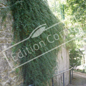Cotoneaster X suecicus ‘Skogholm’ mur