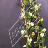 Cotoneaster X suecicus ‘Skogholm’ rameau fleur