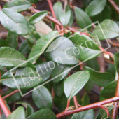 Cotoneaster X suecicus ‘Skogholm’ rameau