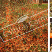 Cotoneaster franchetii 3 photos fruit
