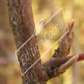 Cotoneaster franchetii bourgeon