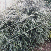 Cotoneaster franchetii entier été