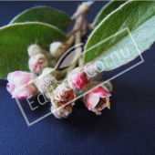 Cotoneaster franchetii fleur