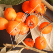 Cotoneaster franchetii fruit