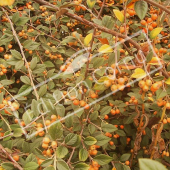 Cotoneaster franchetii rameau baie