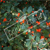 Cotoneaster franchetii rameau baie2