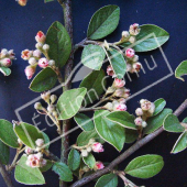 Cotoneaster franchetii rameau fleur