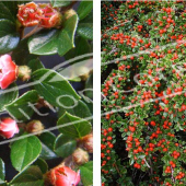 Cotoneaster horizontalis 2 photos fleur fruit