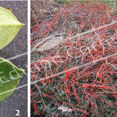 Cotoneaster horizontalis 2 photos fruit