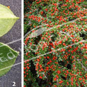 Cotoneaster horizontalis 2 photos rameau fruit2