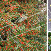 Cotoneaster horizontalis 3 photos baie