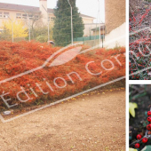 Cotoneaster horizontalis 3 photos fruits