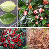 Cotoneaster horizontalis 4 photos