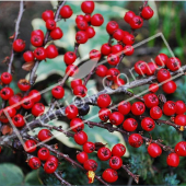 Cotoneaster horizontalis détail baie