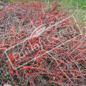 Cotoneaster horizontalis entier fruit