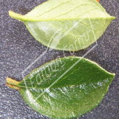 Cotoneaster horizontalis feuille CM