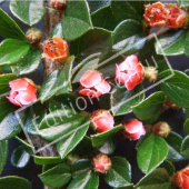 Cotoneaster horizontalis fleur