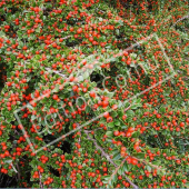 Cotoneaster horizontalis rameau fruit