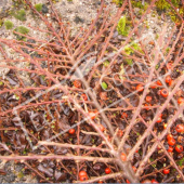 Cotoneaster horizontalis rameau nu